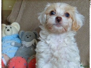 Maltipoo honden Maltipoo pups - Advertentie 4