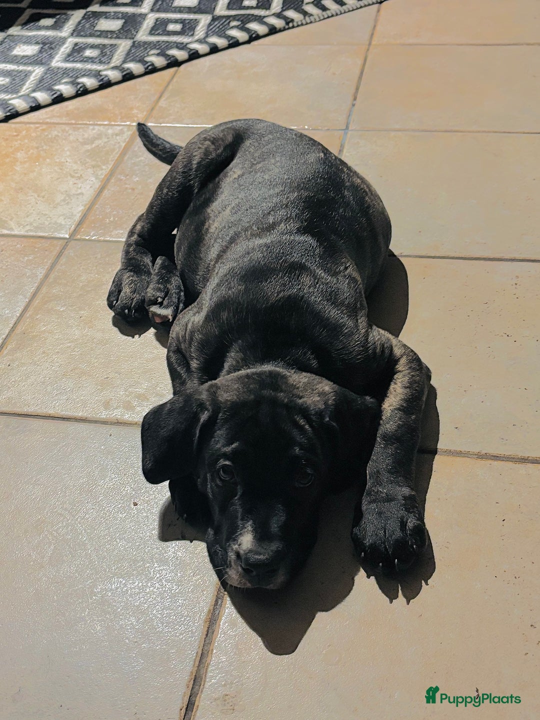 Kruising honden te koop: Mooie Presa/Fila 🥰 mastiff pups zoeken personeel  - Afbeelding 15