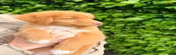 Nova Scotia Duck Tolling Retriever honden te koop: Nova scotia rolling retriever pup (Toller pup) - Advertentie 6
