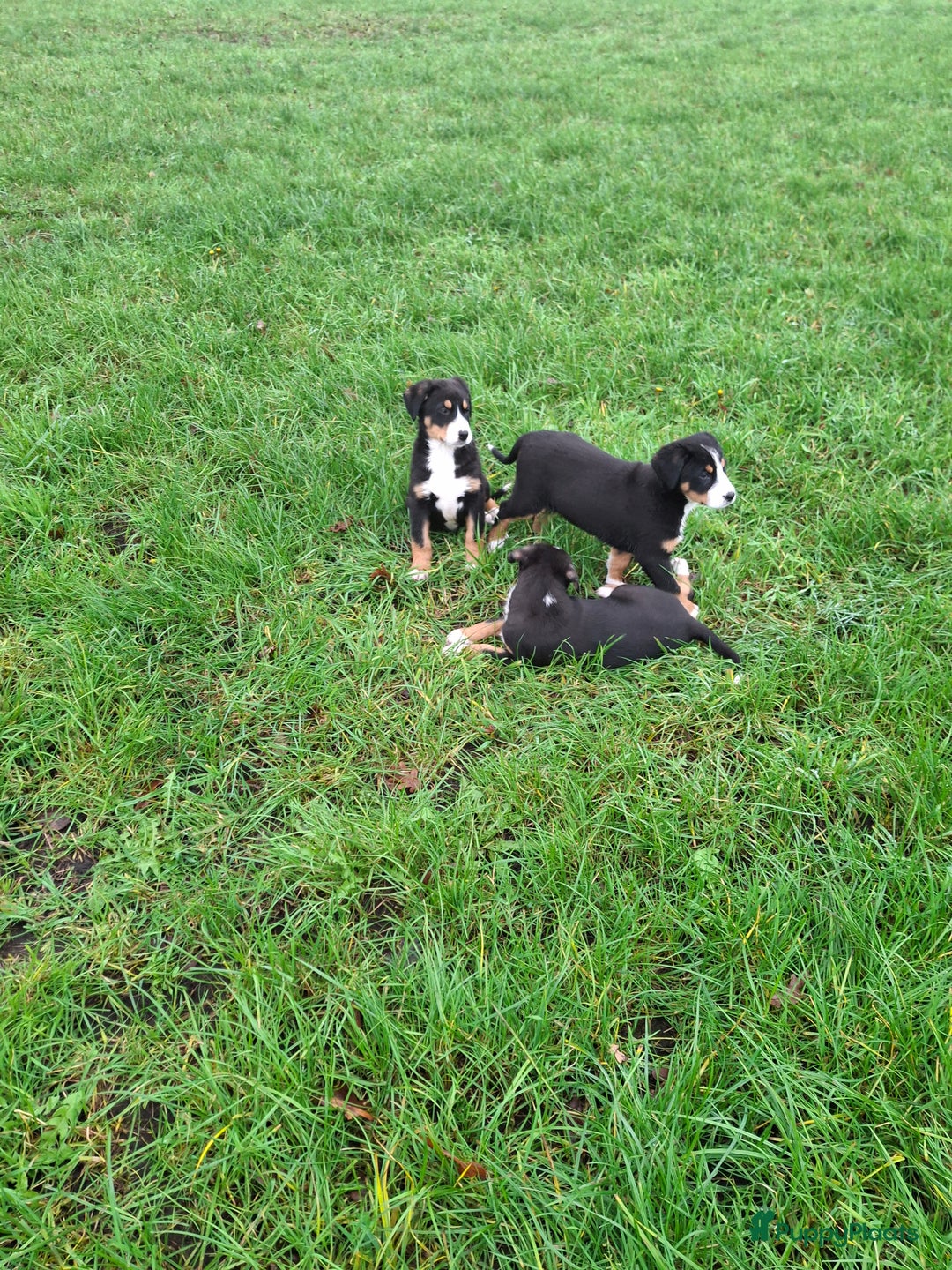 Grote Zwitserse Sennenhond honden te koop: Grote zwitserse sennen pups - Advertentie 3