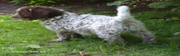 Lagotto Romagnolo honden te koop: Italiaanse waterpuppy's - Advertentie 20