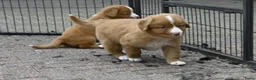 Nova Scotia Duck Tolling Retriever honden te koop: Nova Scotia Duck Tolling Retriever pups # Toller - Advertentie 10