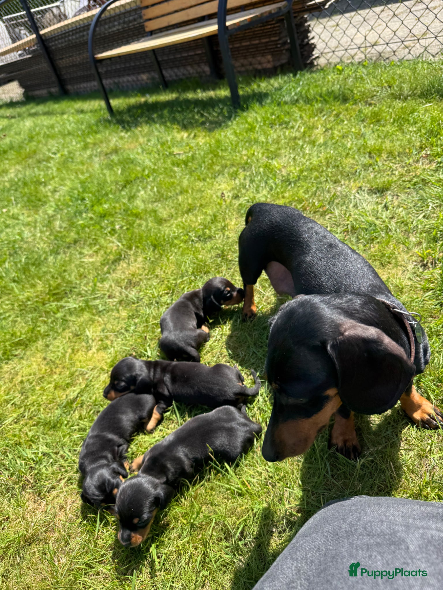 Teckel (korthaar)  honden Mooie teckel pups black en tan - Advertentie 1