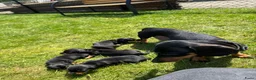 Teckel (korthaar)  honden te koop: Mooie teckel pups black en tan - Advertentie 1