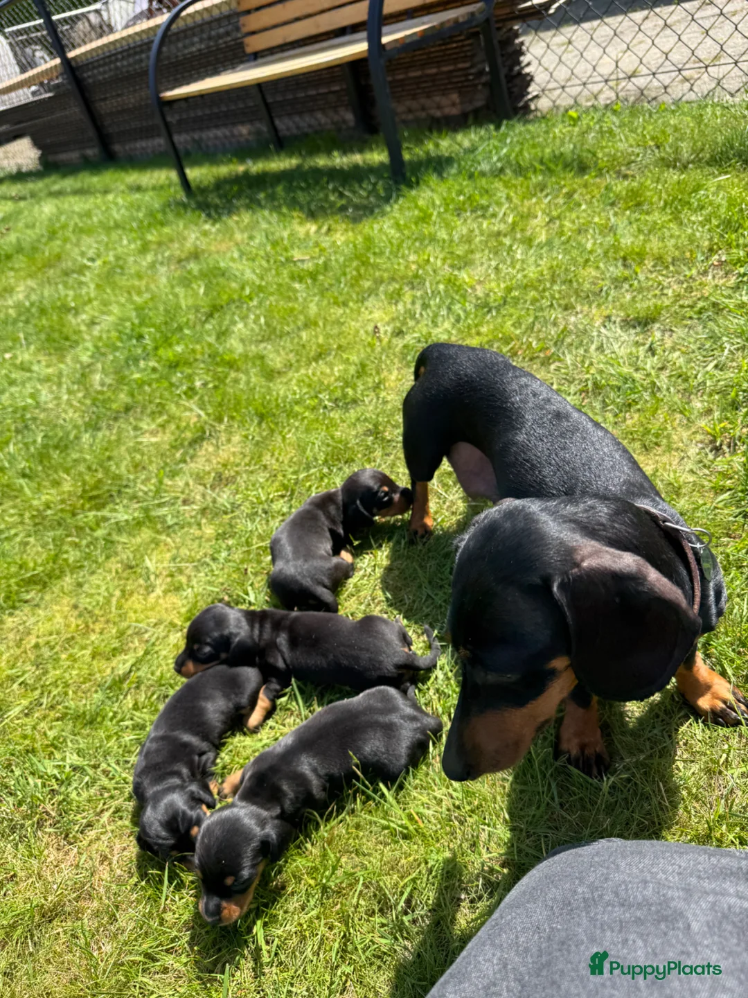 Teckel (korthaar)  honden te koop: Mooie teckel pups black en tan - Advertentie 1