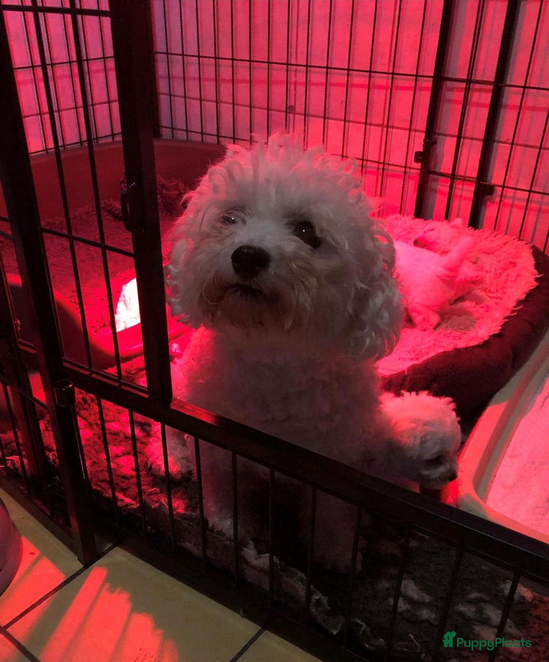 Bichon Frisé honden te koop: bichon frise pups - Advertentie 2