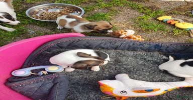 Jack Russel Terriër honden - Advertentie 15