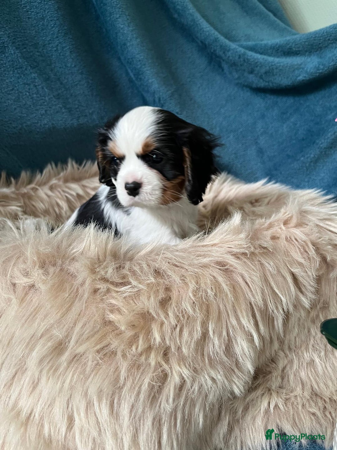 Cavalier King Charles Spaniel honden te koop: Cavalier King Charles Spaniel in Makkinga - Afbeelding 21