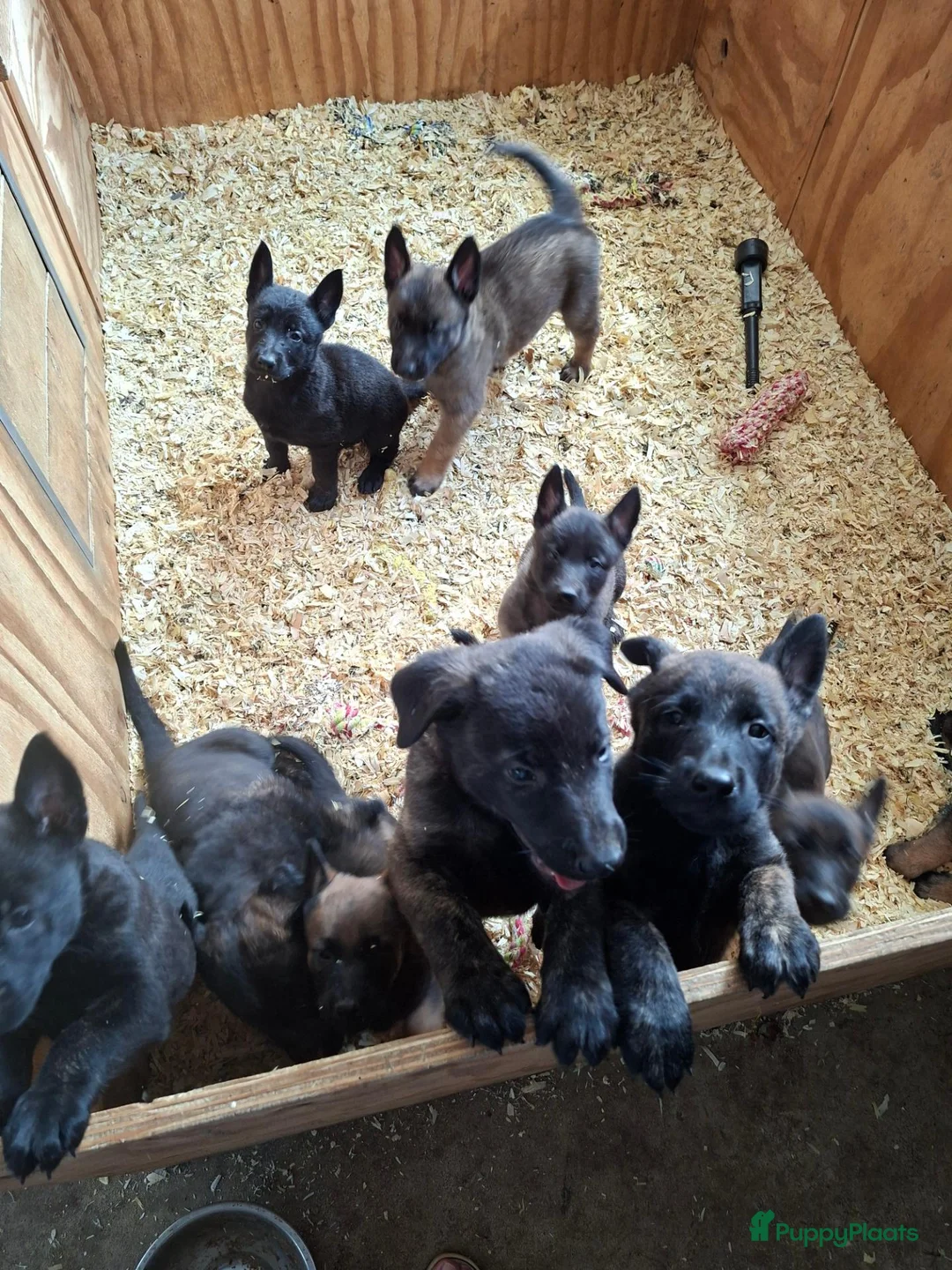 Hollandse Herder honden te koop: Hollandse herder pups - Advertentie 2