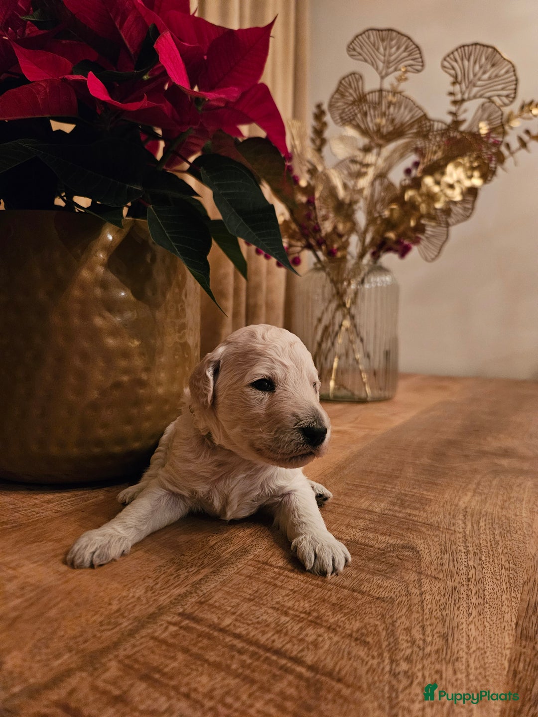 Poedel honden te koop: Konings poedel pups met FCI stamboom - Advertentie 2