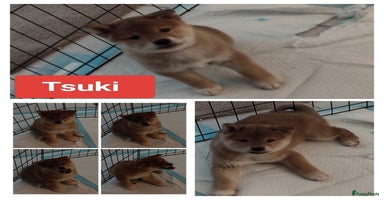 Shiba honden Shiba Inu pups met FCI stamboom - Advertentie 7