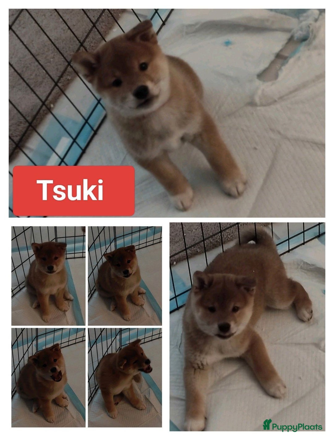 Shiba honden te koop: Shiba Inu pups met FCI stamboom - Advertentie 2