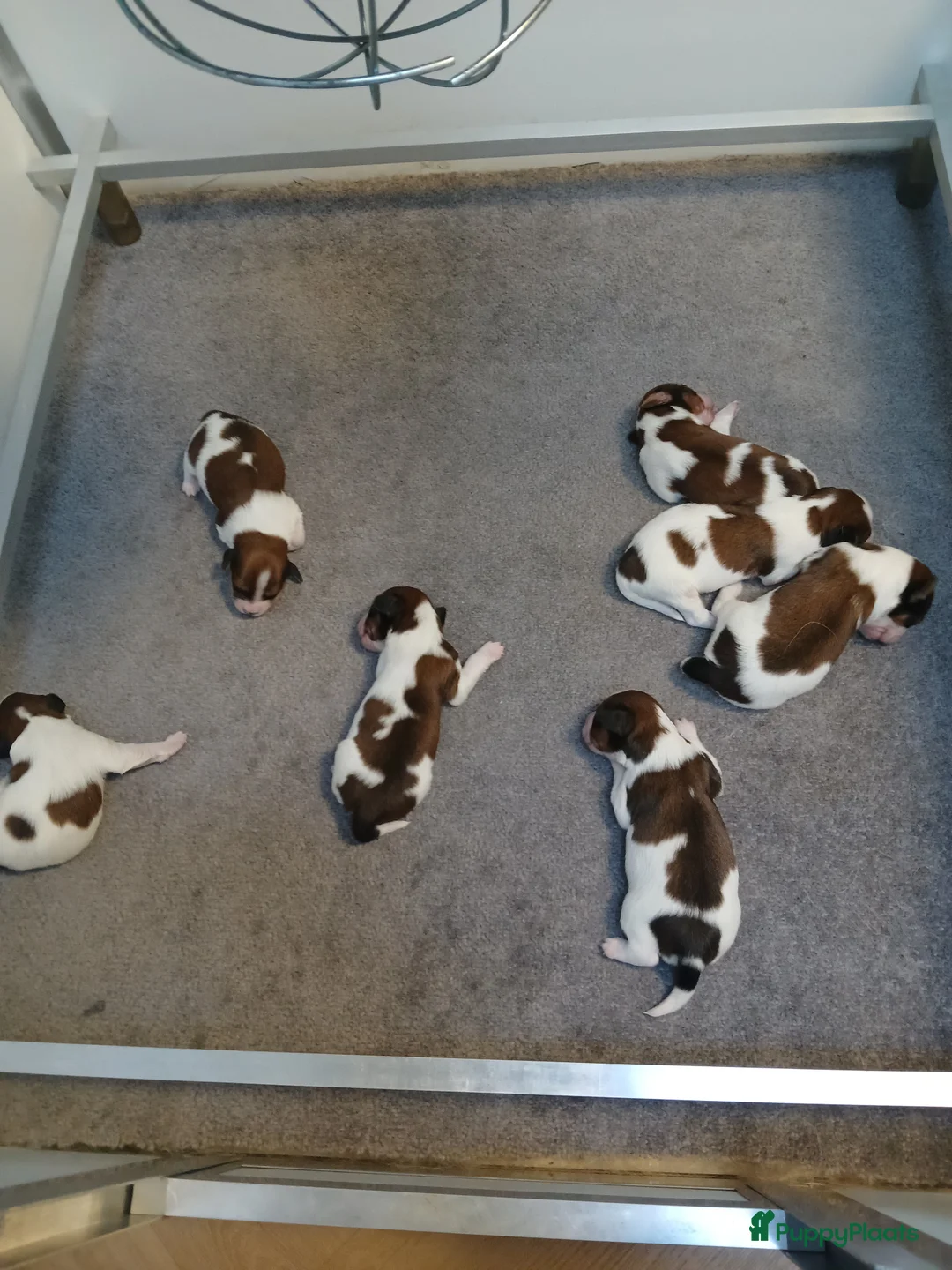 Kooikerhondje honden te koop: Supper liever  nestje kooiker pups van 7 - Advertentie 3