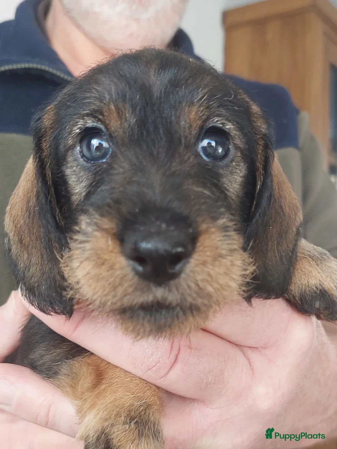 Ruwhaar Teckel honden te koop: 4 prachtige ruwhaar dwergteckels te koop, - Advertentie 11