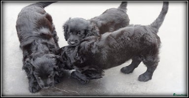 Cockapoo honden - Advertentie 8