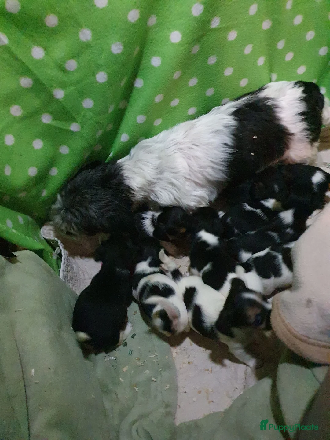 Jack Russel Terriër honden te koop: Zuiver gefokte JACK RUSSELTJES ruw + Broken + glad - Advertentie 1