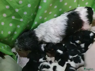 Jack Russel Terriër honden Zuiver gefokte JACK RUSSELTJES ruw + Broken + glad - Advertentie 2