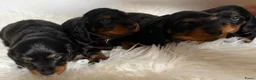 Teckel (langhaar) honden te koop: Teckel standaard langhaar met stamboom - Advertentie 15