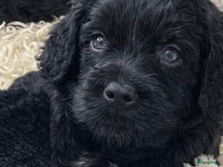 Labradoodle honden Medium diep zwarte doodle pup met Australian bloed - Advertentie 1