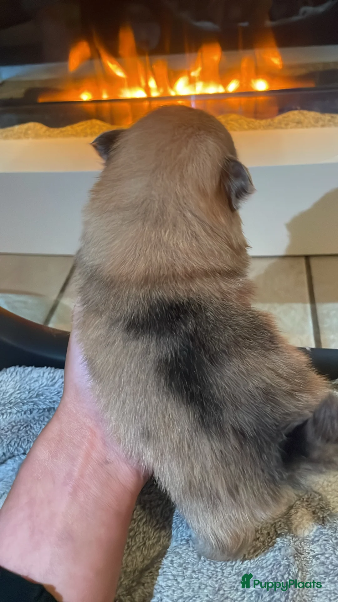 Pomeriaan honden te koop: Pomeriaan pups te koop  - Advertentie 4