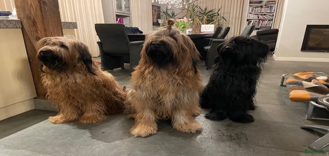 Galerij afbeelding {{count}}