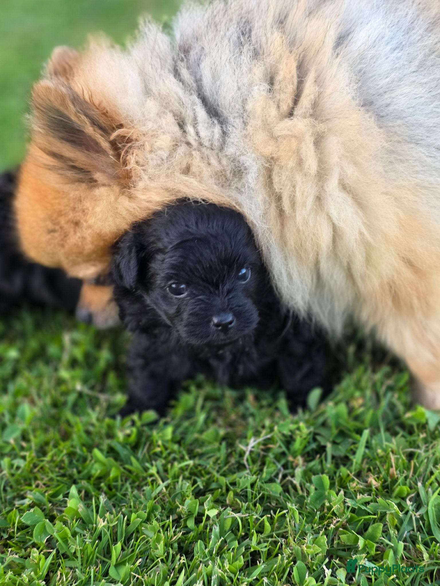 Kruising honden Pomeriaan×toypoedel - Advertentie 2