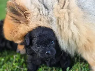 Kruising honden Pomeriaan×toypoedel - Advertentie 2