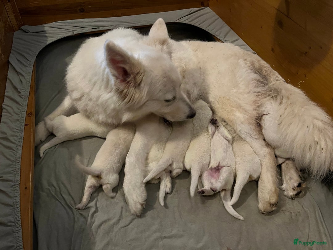 Zwitserse Witte Herdershond honden te koop: Zwitserse witte herder pups - Afbeelding 9
