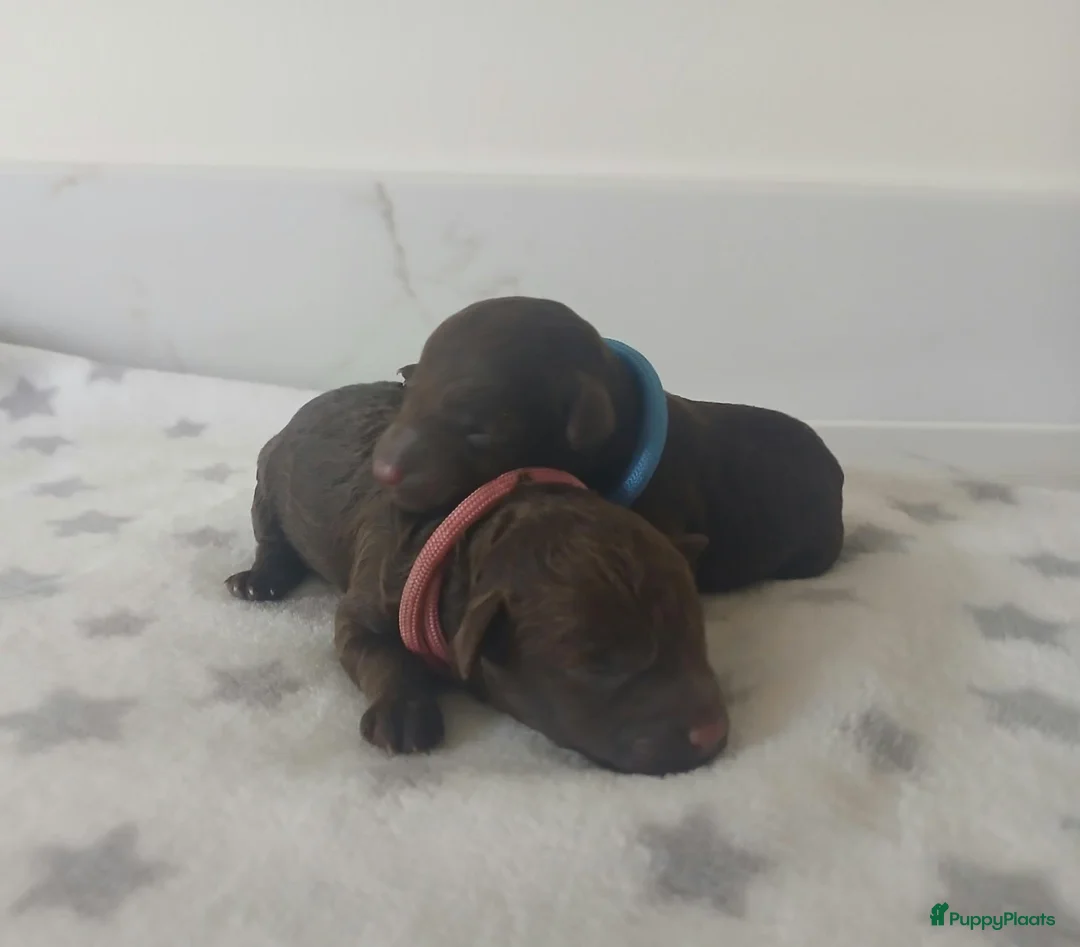Poedel Toy honden te koop: Rasechte Toy Poedels geboren! 🩵🩷ter reservering! - Advertentie 2
