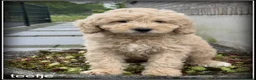 Labradoodle honden te koop: Labradoodle F4 medium pups Mogen het nest verlaten - Advertentie 1