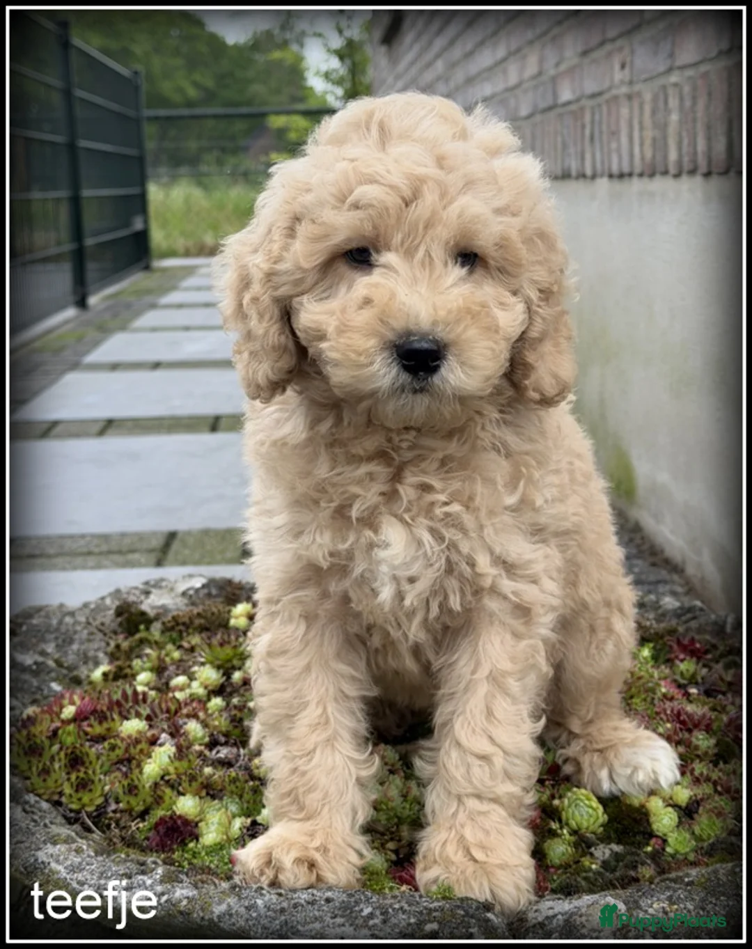 Labradoodle honden te koop: Labradoodle F4 medium pups Mogen het nest verlaten - Advertentie 1
