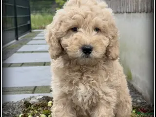 Labradoodle honden Labradoodle F4 medium pups Mogen het nest verlaten - Advertentie 3