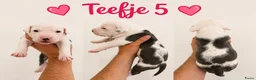 American Staffordshire Terriër honden te koop: Amerikaanse Stafford Pups - Advertentie 7
