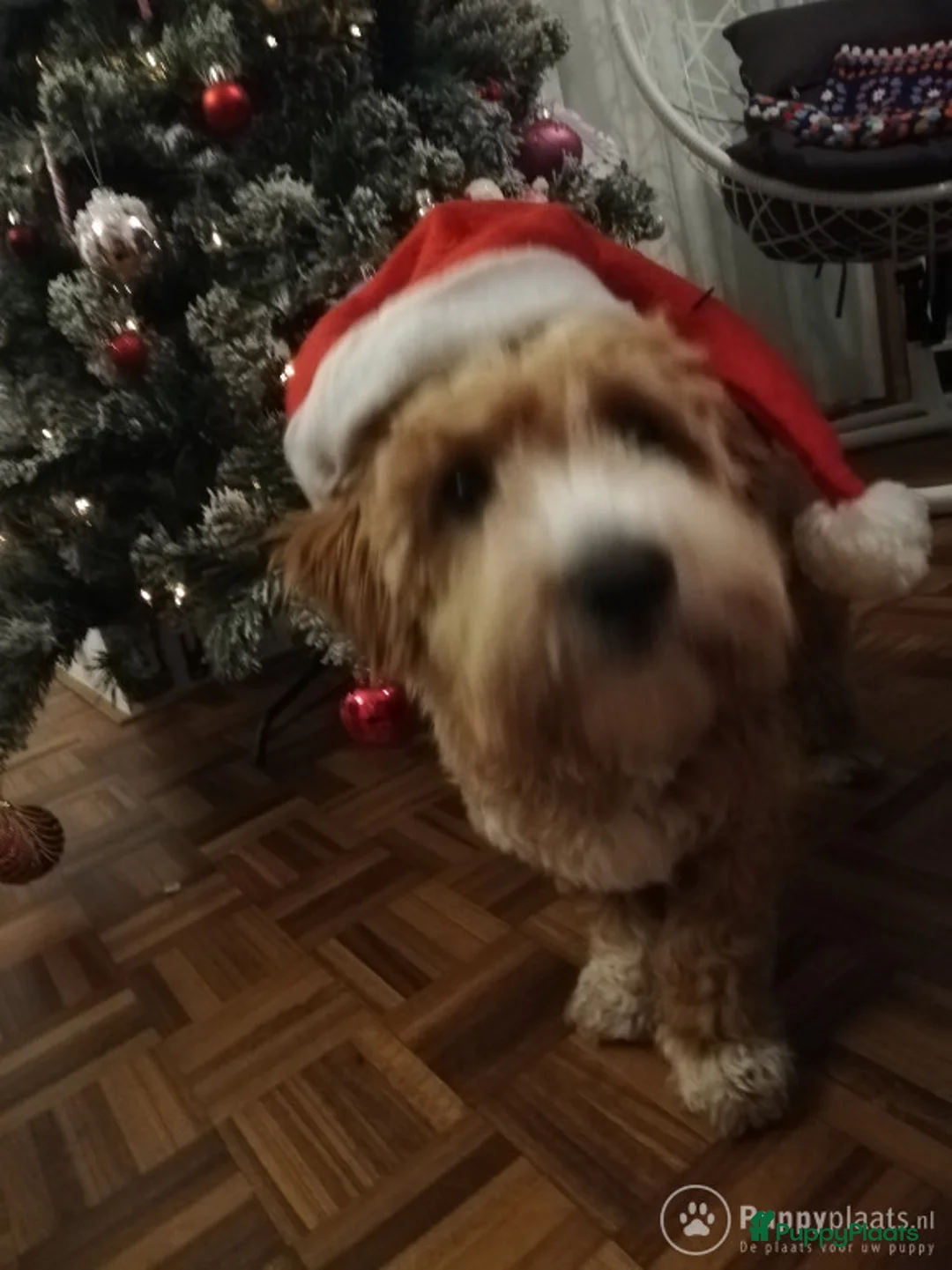 Kruising honden ter dekking: Maltipoo dekreu in Leiden - Advertentie 3