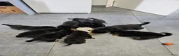 Rottweiler honden te koop: Super lieve sociale puppy's  - Advertentie 13