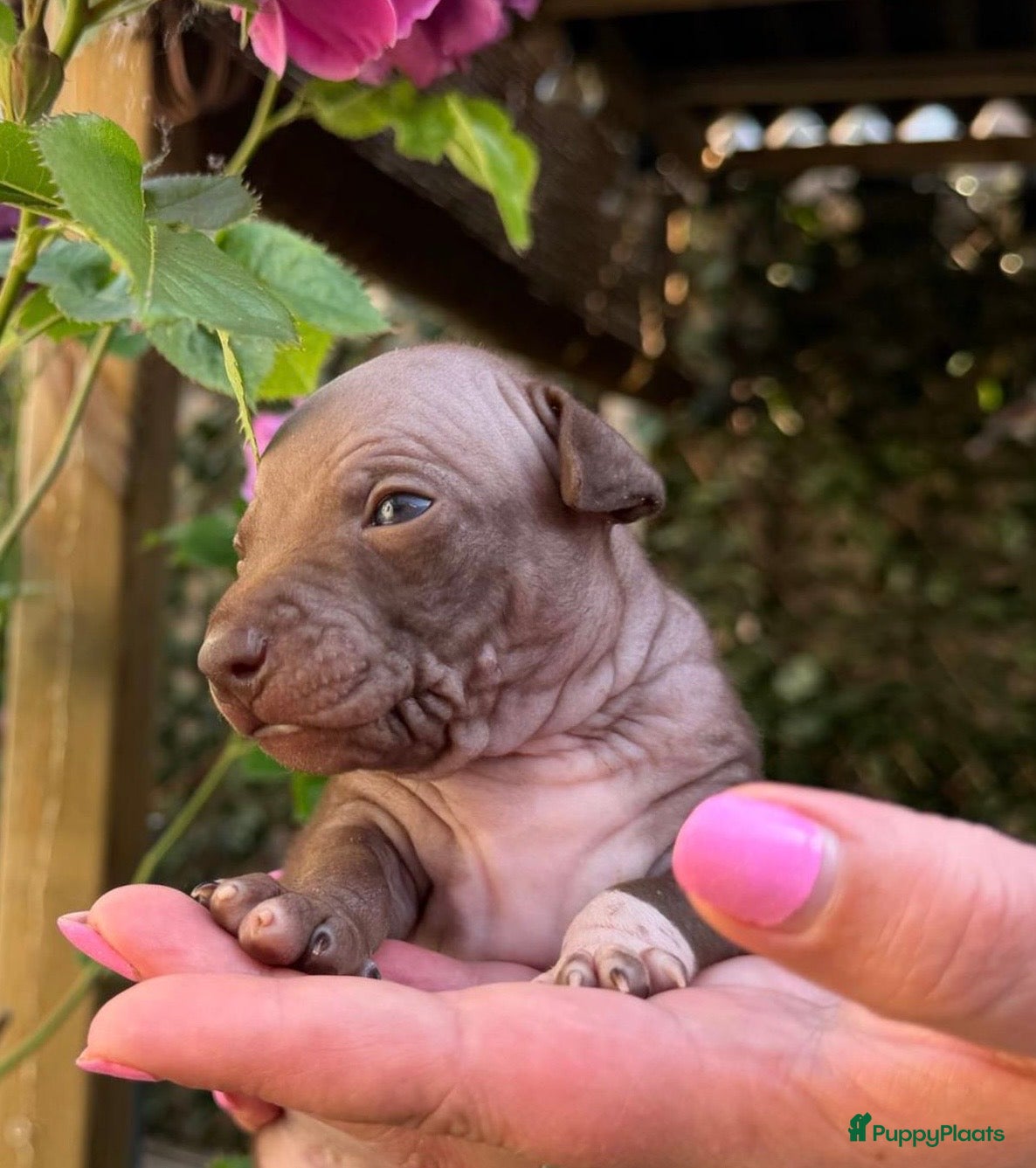 Amerikaanse Naakthond honden American hairless terrier / naakthond - Advertentie 1