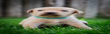 Kruising Puppy 4