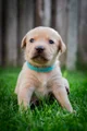 Kruising Puppy 4