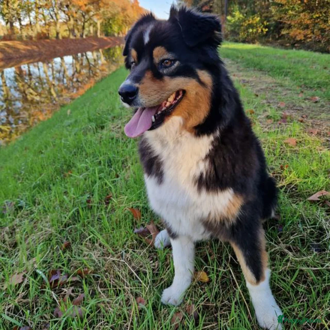 Australian Shepherd honden te koop: Australische Herder puppy's (zie foto's) - Advertentie 11