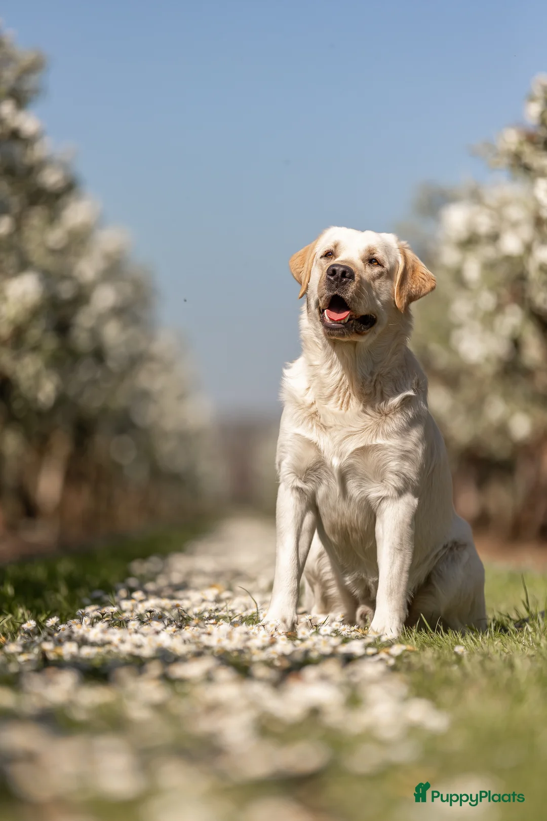 Labrador Retriever honden ter dekking: Manser Club Born to Win - Advertentie 5
