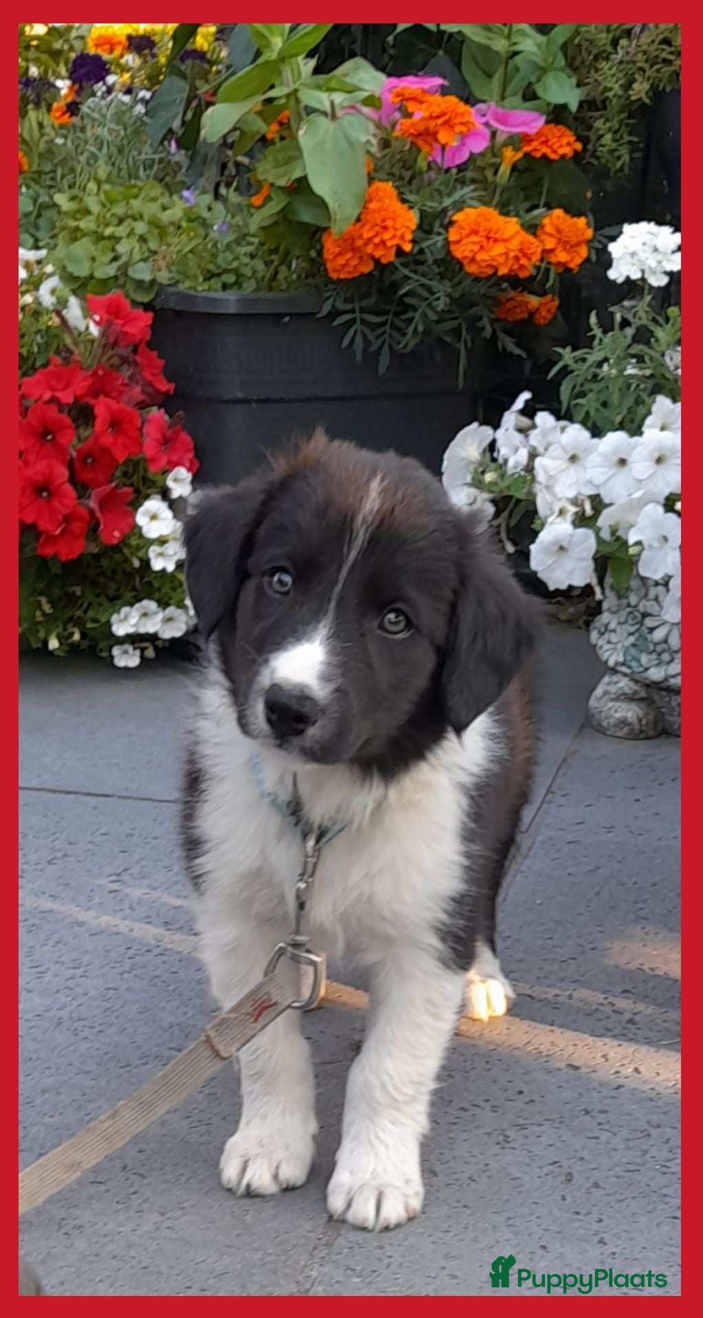 Border Collie honden Herplaatsing: Prachtig, lief Border Collie pup reu - Advertentie 1