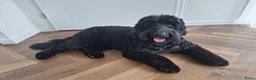 Australian Labradoodle honden te koop: Medium Cobberdog/Australian Labradoodle nestaank - Advertentie 14