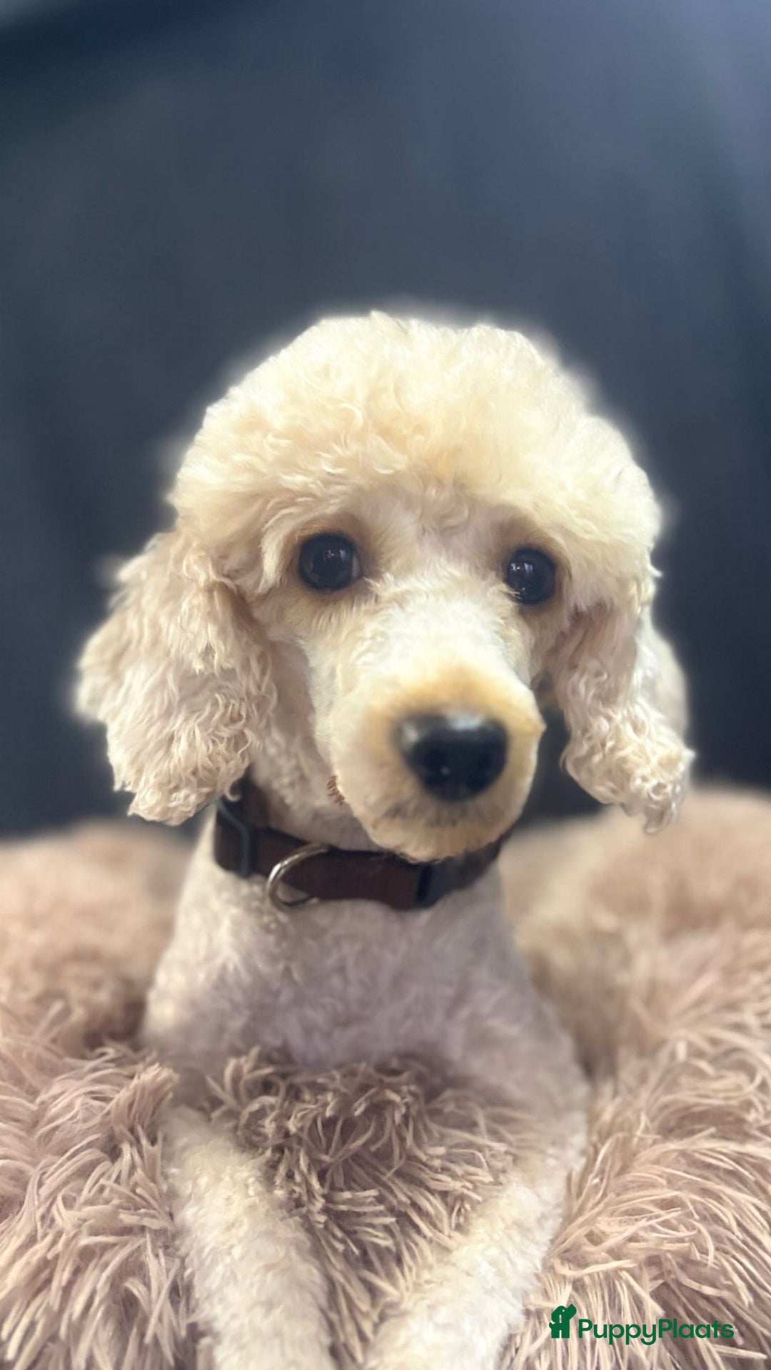 Poedel Toy honden te koop: Toy Poodle puppies - Advertentie 10