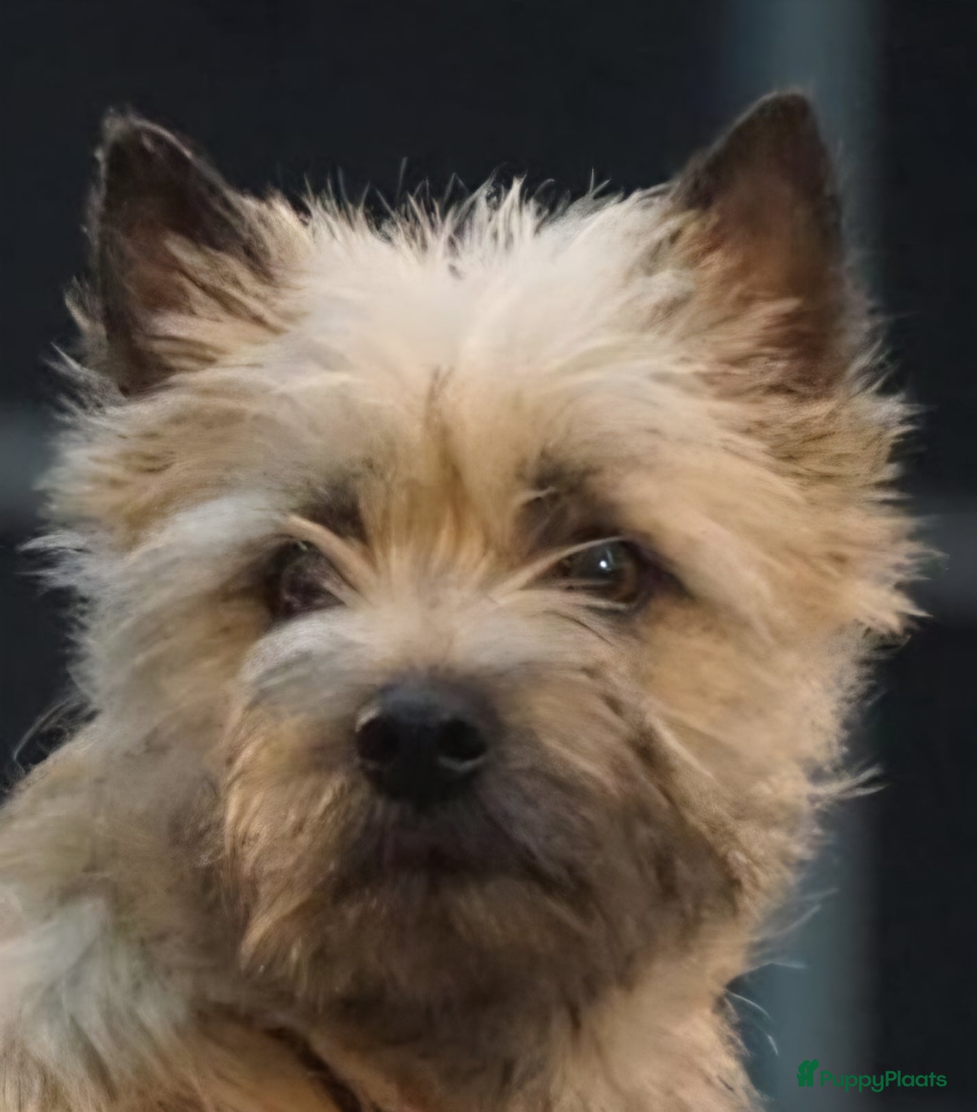 Cairn Terriër honden 2 mooie blonde cairn terrier reutjes - Advertentie 1