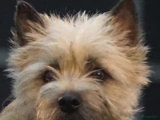 Cairn Terriër honden 2 mooie blonde cairn terrier reutjes - Advertentie 10