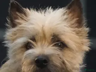 Cairn Terriër honden 2 mooie blonde cairn terrier reutjes - Advertentie 2