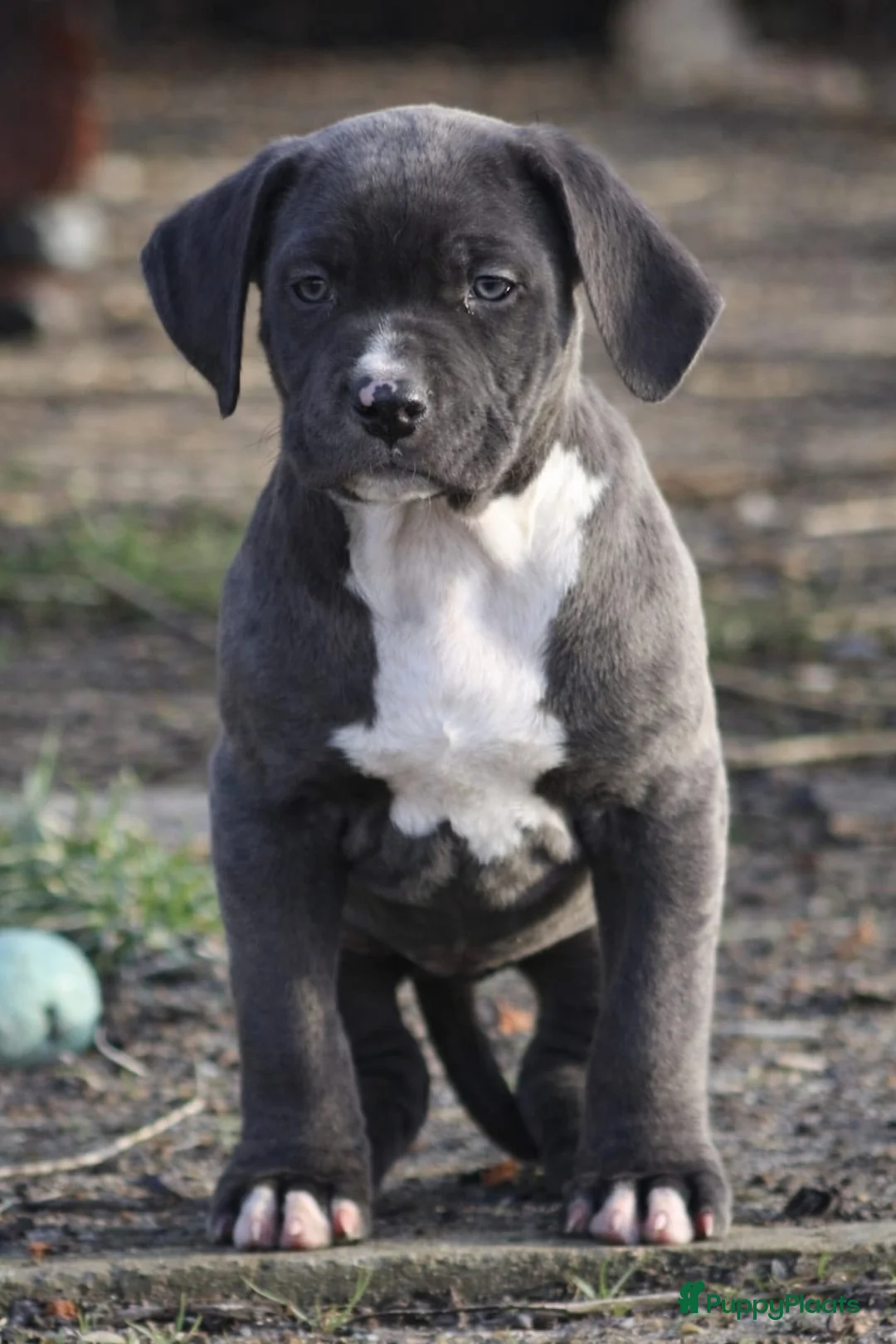 Amerikaanse Bully honden te koop: American Bully Pups ABKC stamboom België  - Advertentie 7