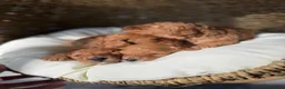 Labradoodle honden te koop: Mini labradoodle  - Advertentie 11