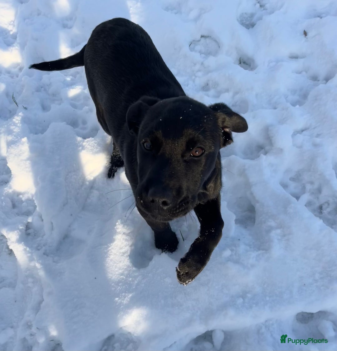 Kruising honden te koop: Labrador kruising kooiker  - Advertentie 9