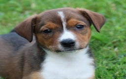 Kruising honden te koop: hele lieve, speelse pups  - Afbeelding 4